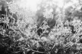 Leica-Monopan-50-Inspiration-06.webp