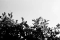Leica-Monopan-50-Inspiration-08.webp