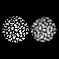 2WESTCOTT Zestaw Gobo Optical Spot by.jpg