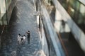 Sample - Obiektyw Laowa 55 mm f_2,8 Tilt-Shift 1x Macro do Sony E_09_HD.jpg