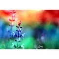 KONO-Original-Galaxy.webp