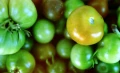 monsoon_tomate[1192].webp