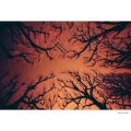 13-KONO-Rotwild-No2.webp