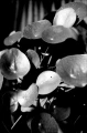 KONO+SLOW+B&W+FILM+ISO+6_008.webp