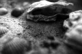 KONO+SLOW+B&W+FILM+ISO+6_002.webp