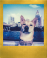 Wkład-Polaroid-Color-film-for-Go-Gold-004.png