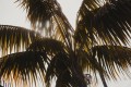 filtr-mist-CineBlack-Filter-77mm-008.jpg