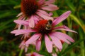 d2FjPTEwNjJ4MS41MDA=_src_247704-xc1333mmf3563_productoverview_7.jpg