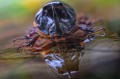 Sample - Obiektyw Laowa 100 mm f_2,8 Tilt-Shift 1x Macro do Nikon Z_02_HD.jpg