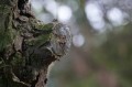 Sample - Obiektyw Laowa 100 mm f_2,8 Tilt-Shift 1x Macro do Nikon Z_13_HD.jpg