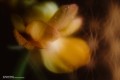 1060w-inspo_05_125244.jpg