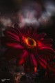 1060w-inspo_07_125244.jpg