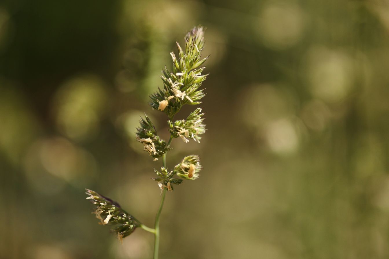 Canon RF 85mm f/2 Notopstryk