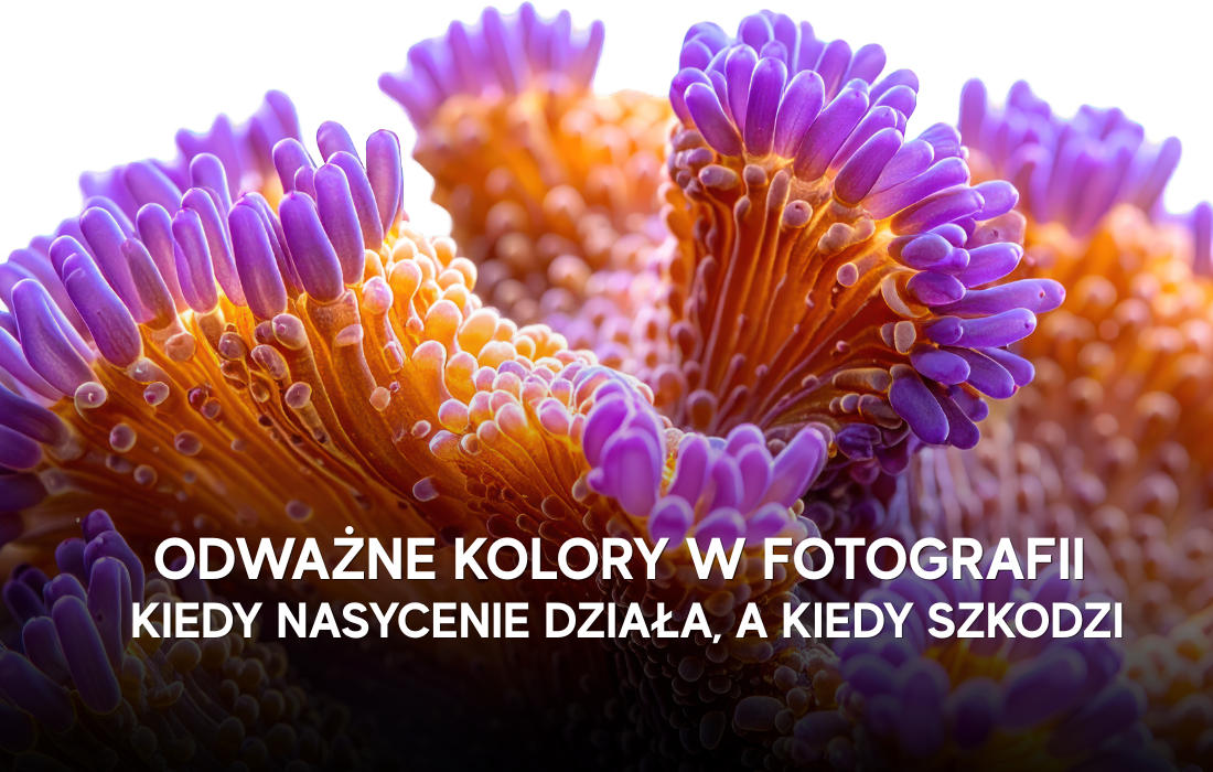 Odważne kolory w fotografii - kiedy nasycenie działa, a kiedy szkodzi